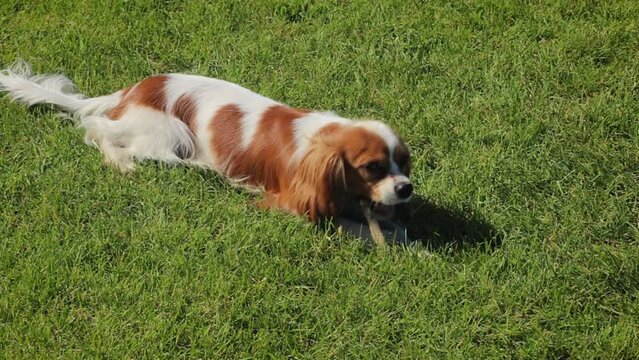 Puppy breed of Cavalier King Charles Spaniel plays on a green lawn.