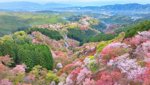 Cherry blossom valley in Japan, Yoshino mountains in spring with sakura trees in bloom, aerial view of blooming pink cherry trees in Japanese mountains