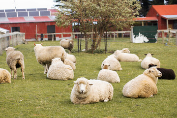 Fototapeta premium Sheep graze outdoors in New Zealand. Small cattle, animal husbandry.