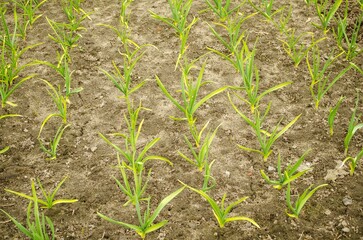Spring work in the garden, garlic processing, fertilizing.  Green garlic planted in the ground in rows.  Top view, close-up.
