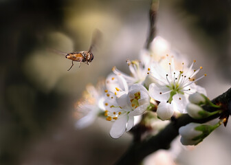 Insecte volant