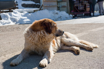 portrait of a big dog on the street in a wintry day 