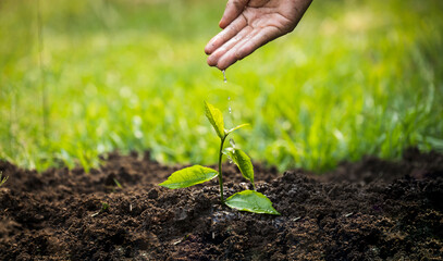Hands of the women were planting the seedlings into the ground in the garden. Tree Growth Steps In nature And beautiful morning lighting. Fresh green seedling. Love the world concept.