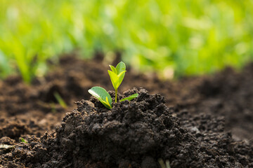 Planting the seedlings into the ground in the garden. Tree Growth Steps In nature And beautiful morning lighting. Fresh green seedling. Love the world concept.