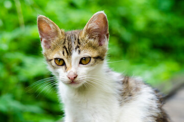 Naklejka na ściany i meble Cute little kitten sitting on green grass background. Selective focus.