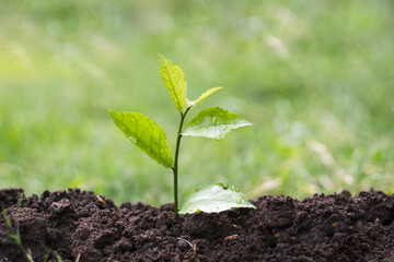 Planting the seedlings into the ground in the garden. Tree Growth Steps In nature And beautiful morning lighting. Fresh green seedling. Love the world concept.