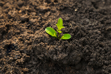 Planting the seedlings into the ground in the garden. Tree Growth Steps In nature And beautiful morning lighting. Fresh green seedling. Love the world concept.