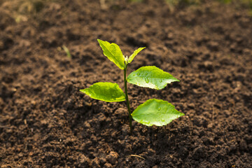 Planting the seedlings into the ground in the garden. Tree Growth Steps In nature And beautiful morning lighting. Fresh green seedling. Love the world concept.