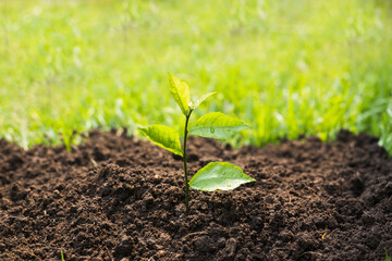 Planting the seedlings into the ground in the garden. Tree Growth Steps In nature And beautiful morning lighting. Fresh green seedling. Love the world concept.