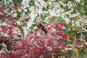milan noir à l'affût sur un arbre au printemps 