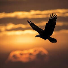 Naklejka na ściany i meble eagle in sunset