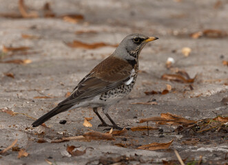 Fieldfare Turdus in winter in the park on the snow in search of food