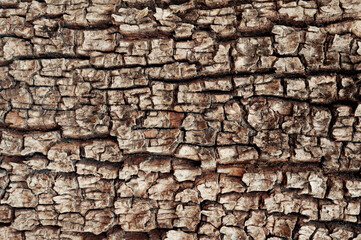Rough dirty old tree bark for background use. Dirty wallpaper.