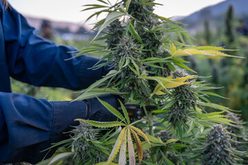 Close-up of a harvest worker cutting a cannabis plant in an outdoor field of marijuana on a...