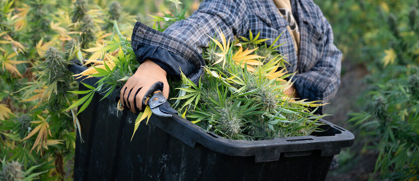 Harvest worker in an outdoor cannabis farm, holding a bin full of freshly cut cannabis plants