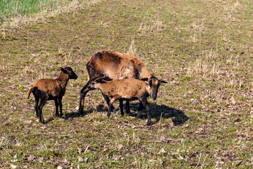 Fototapeta premium Goats grazing in a grass field on a farm.