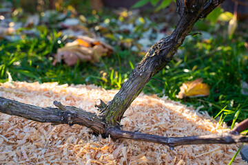 The soil in the vineyard is covered with sawdust for the winter. Mulching the soil before cold...