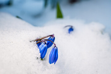 Blue flowers scilla in the snow close up