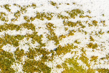 Melting snow on the grass in sunny weather, top view