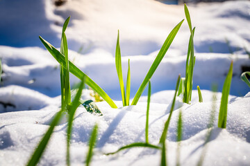 Green sprouts of garlic sprouted through the snow, close-up. Warm sunny weather after spring...