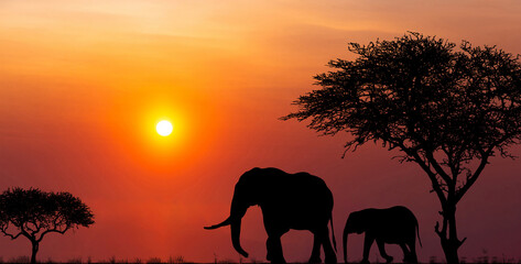 Obraz na płótnie Canvas Silhouettes of african wild animals at sunset. Evening in African savanna.