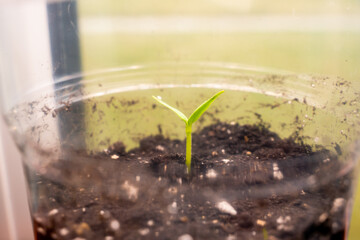 Seedlings in a transparent plastic cup close-up. The first germinal leaves of a germinated plant from a seed