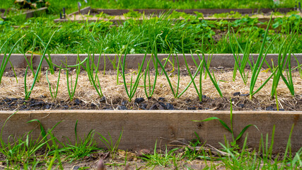 Bulb onions grow in the vegetable garden, cover with dry grass mulch