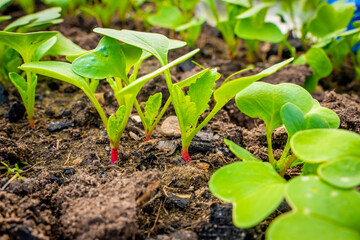 Young sprouts of a growing radish in a garden bed close-up. First green leaves of germinated red radish in soil - obrazy, fototapety, plakaty