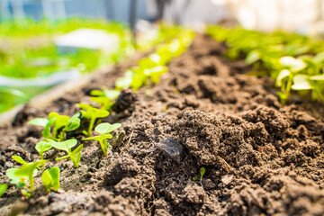 Young sprouts of a growing radish in a garden bed close-up. First green leaves of germinated red radish in soil