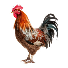 Fototapeta premium rooster isolated on transparent background, PNG, Generative AI