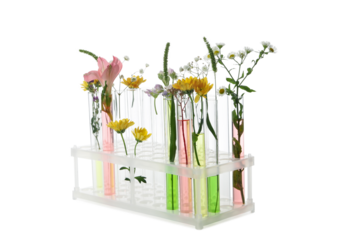 Concept of biology research, test tubes and flowers isolated on white background