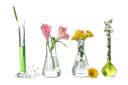 Concept of biology research, test tubes and flowers isolated on white background