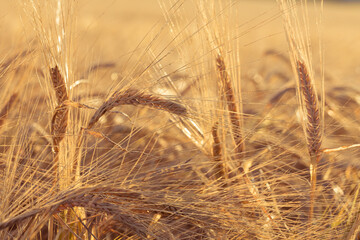 ears of yellow wheat field