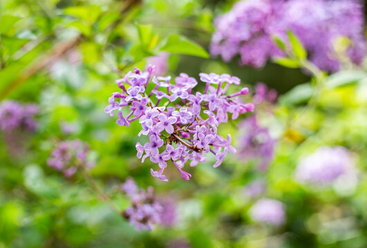 lilac flowes in the garden close-up