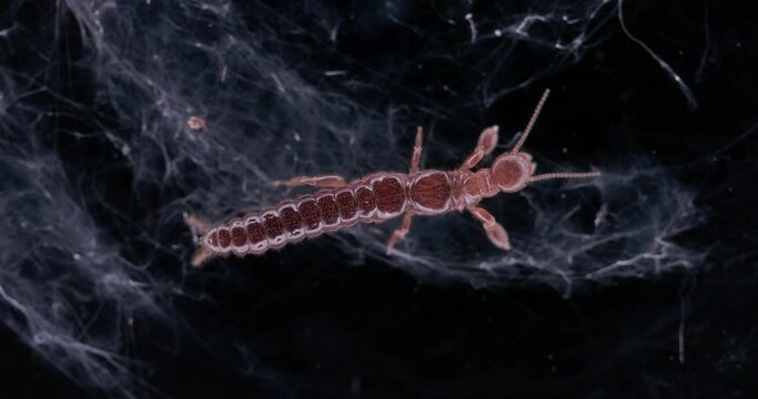 relic insecta Haploembia solieri under a microscope, female, family Oligotomidae, feed on decaying plant remains, build silk passages along which they move.