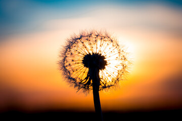 Dandelion flower with sunset
