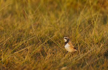The capped wheatear (Oenanthe pileata) foraging in grass