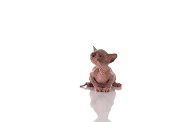 Canadian sphynx kitten
