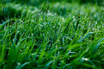 Morning dew on the grass. Shallow depth of field. Green grass with dew drops close up. Natural background with selective focus.