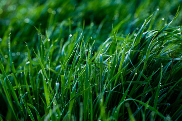 Morning dew on the grass. Shallow depth of field. Green grass with dew drops close up. Natural background with selective focus.