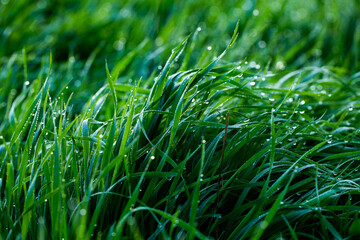 Morning dew on the grass. Shallow depth of field. Green grass with dew drops close up. Natural background with selective focus.