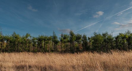 Gras im Fr&uuml;hjahr im Sonnenlicht