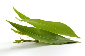 vibrant green leaf isolated on a white background in extreme close-up. Generative AI