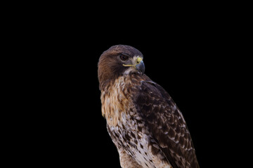 Saker Falcon – Falco cherrug. Beautiful and majestic bird of prey. King of the skies.
