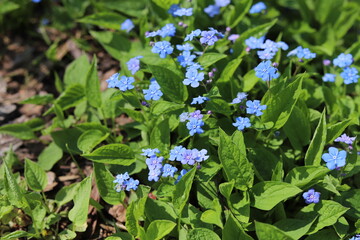 Omphalodes verna, common names creeping navelwort or blue eyed Mary.