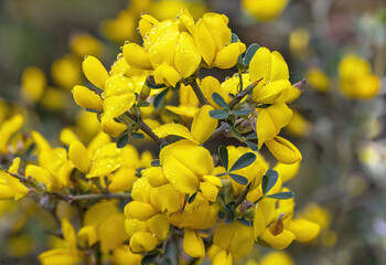 beautiful shrub with yellow flowers (Calicotome villosa)