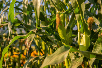 corn field, corn on the cob