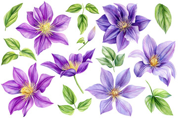Beautiful flowers set on an isolated white background. Watercolor illustrations, purple climates, floral design elements