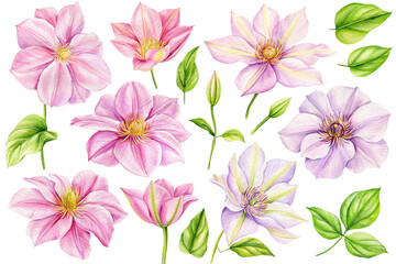 Set pink flowers, bud and leaves, Watercolor clematis, isolated white background. Botanical floral design elements.