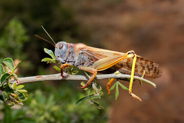 A brown locusts (Locustana pardalina) sitting on a branch, South Africa. - obrazy, fototapety, plakaty